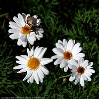 Buy canvas prints of  Boston Daisy flowers closeup in a garden setting.  by Geoff Childs