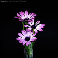 Buy canvas prints of  African Daisy flower arrangement in a vase. by Geoff Childs