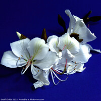 Buy canvas prints of White Orchid Tree flowers closeup isolated on purple. by Geoff Childs