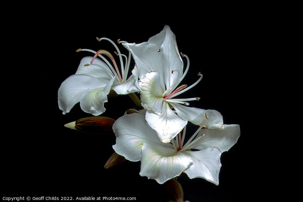 White Orchid Tree flowers closeup isolated on black. Picture Board by Geoff Childs