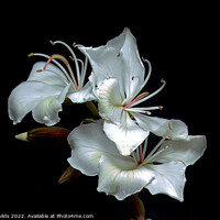 Buy canvas prints of White Orchid Tree flowers closeup isolated on black. by Geoff Childs