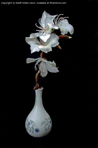 White Orchid Tree flowers in a vase isolated on black background Picture Board by Geoff Childs