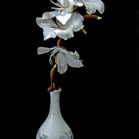 Buy canvas prints of White Orchid Tree flowers in a vase isolated on black background by Geoff Childs