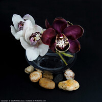 Buy canvas prints of White & purple Cymbidium orchids; in a glass vase. by Geoff Childs