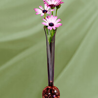 Buy canvas prints of African Daisy flower in a vase isolated on light green. by Geoff Childs