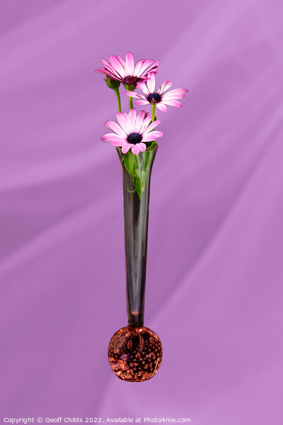 African Daisy flower in a vase isolated on pink. Picture Board by Geoff Childs