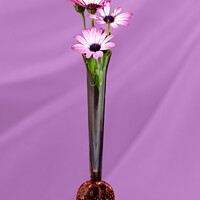 Buy canvas prints of African Daisy flower in a vase isolated on pink. by Geoff Childs