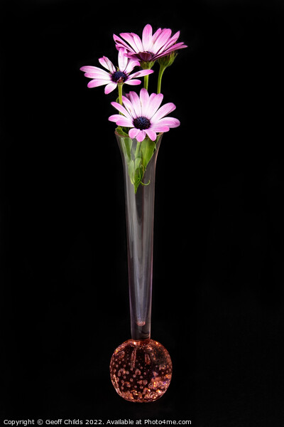 African Daisy flower in a vase isolated on black. Picture Board by Geoff Childs