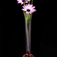 Buy canvas prints of African Daisy flower in a vase isolated on black. by Geoff Childs