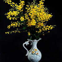 Buy canvas prints of Wattle blossoms in a white ceramic vase on black. by Geoff Childs