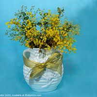 Buy canvas prints of Wattle blossoms in a ceramic vase on blue. by Geoff Childs