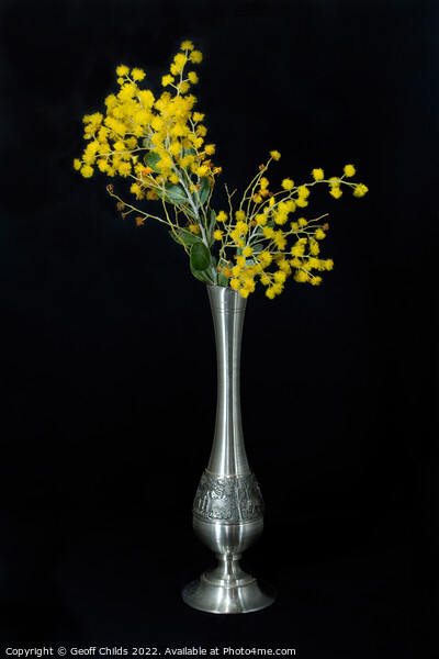 Wattle blossoms in a pewter vase on black. Picture Board by Geoff Childs