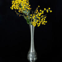 Buy canvas prints of Wattle blossoms in a pewter vase on black. by Geoff Childs