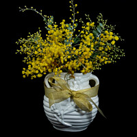 Buy canvas prints of Wattle blossoms in a white ceramic vase on black. by Geoff Childs
