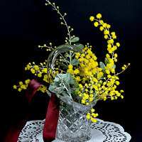 Buy canvas prints of Wattle blossoms in a crystal glass vase vase on black. Wattle da by Geoff Childs