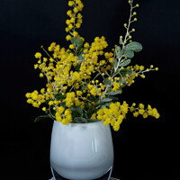 Buy canvas prints of Wattle blossoms in a white glass vase on black. Wattle Day image by Geoff Childs