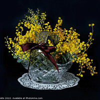 Buy canvas prints of Wattle blossoms in a crystal glass basket vase on black. Wattle  by Geoff Childs
