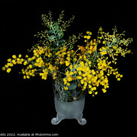 Buy canvas prints of Wattle blossoms in a white and clear glass vase on black. Wattle by Geoff Childs
