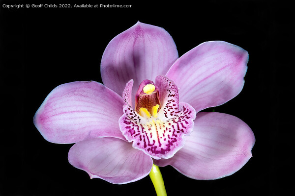 Pretty pink Cymbidium Orchid isolated on black. Picture Board by Geoff Childs