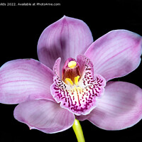 Buy canvas prints of Pretty pink Cymbidium Orchid isolated on black. by Geoff Childs