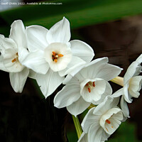 Buy canvas prints of White Daffodils aka Jonquils flower closeup in a g by Geoff Childs