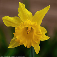Buy canvas prints of  Colourful Yellow Daffodil flower closeup in a gar by Geoff Childs