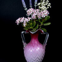 Buy canvas prints of Lavender and Jade Plant in a vase isolated on blac by Geoff Childs