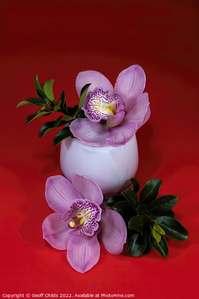 Pink Cymbidium orchid flower in a white glass vase isolated on r Picture Board by Geoff Childs