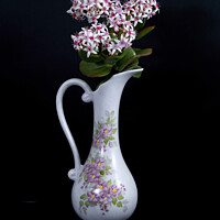 Buy canvas prints of  Jade Plant flowers in a vase on a black background.  by Geoff Childs