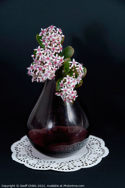 Jade Plant blossoms in a glass vase isolated on a black backgrou Picture Board by Geoff Childs