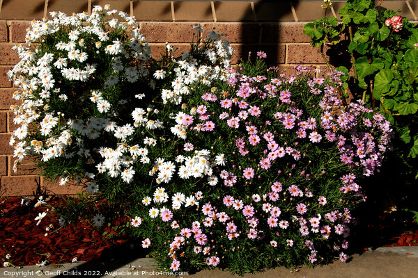  Colourful Pink and White daisy flowers garden. Picture Board by Geoff Childs