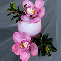 Buy canvas prints of Close up image of Pink cymbidium Orchid flowers in a white glass vase isolated on gray coloured background.  by Geoff Childs