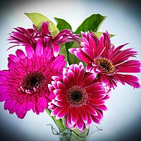 Buy canvas prints of Pretty Gerbera Daisies (viridifolia)  flowers isolated  by Geoff Childs