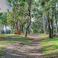Buy canvas prints of Bush Track - Landscape. by Geoff Childs