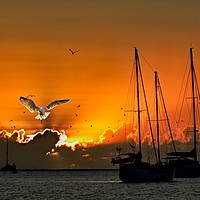 Buy canvas prints of Seagull & Yacht Silhouette at Dawn. by Geoff Childs