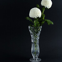 Buy canvas prints of White Pom Pom Mums Chrysanthemum flowers on black background. by Geoff Childs
