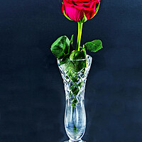 Buy canvas prints of Red Rose flower closeup in a cut glass vase isolated on a black background. by Geoff Childs