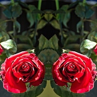 Buy canvas prints of Six Pretty red Roses flower indoors display on a dark background  by Geoff Childs