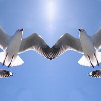 Buy canvas prints of Seagulls Flying Overhead in Blue Sky. by Geoff Childs