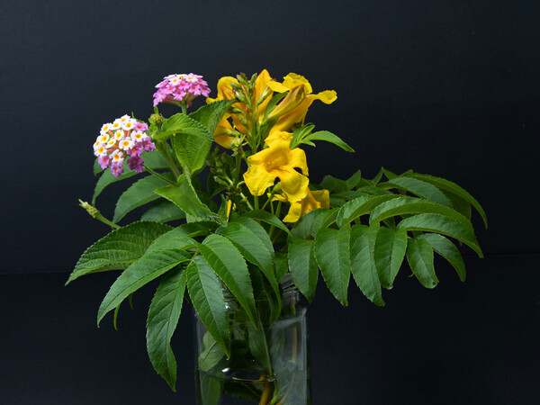 Lantana and yellow Trumpet flowers. Picture Board by Geoff Childs