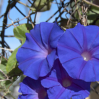 Buy canvas prints of Purple Morning Glory, climbing flower.  by Geoff Childs