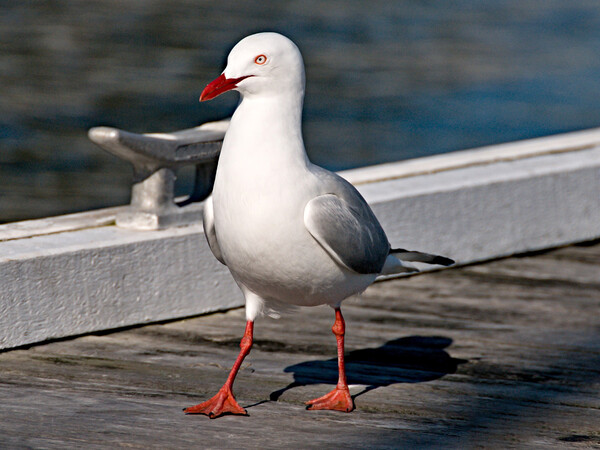 Seagul on a timber marina dock. Picture Board by Geoff Childs