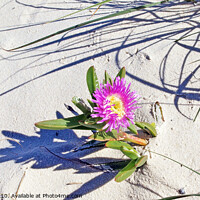 Buy canvas prints of Fraser Island pink beach flower. by Geoff Childs