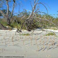 Buy canvas prints of Fraser Island, Mangrove shoots on sandy beach. by Geoff Childs