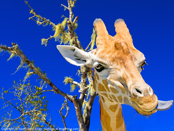 Colourful Giraffe portrait, blue sky backdrop. Picture Board by Geoff Childs