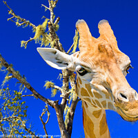 Buy canvas prints of Colourful Giraffe portrait, blue sky backdrop. by Geoff Childs
