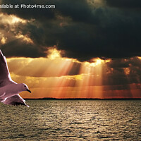 Buy canvas prints of Silver Gull and Golden Sunbeams. by Geoff Childs
