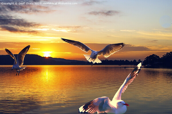 Seagulls in a golden sunrise waterscape. Picture Board by Geoff Childs