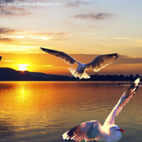 Buy canvas prints of Seagulls in a golden sunrise waterscape. by Geoff Childs