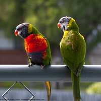 Buy canvas prints of A pair of Rainbow Lorikeets. by Geoff Childs